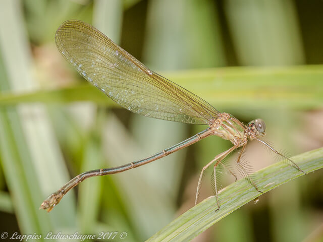 Phaon iridipennis Glistening Demoiselle Female 100 172 Phaon iridipennis Glistening Demoiselle Female Marlothpark MP RSA Apr 2017r 1