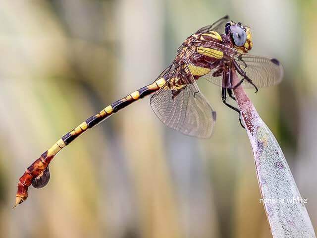 Phyllogomphus selysi Bold Leaftail Male Phyllogomphus selysi Bold Leaftail Male