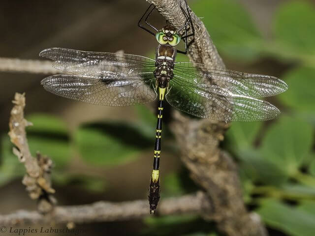 Phyllomacromia contumax, Two banded Cruiser. Male Nwanedi LP RSA Dec 2018r 9