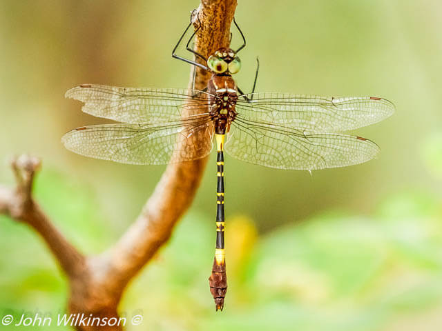 Phyllomacromia contumax Two-banded Cruiser 101 582 LP RSA Phatograpger John Wilkinson 1