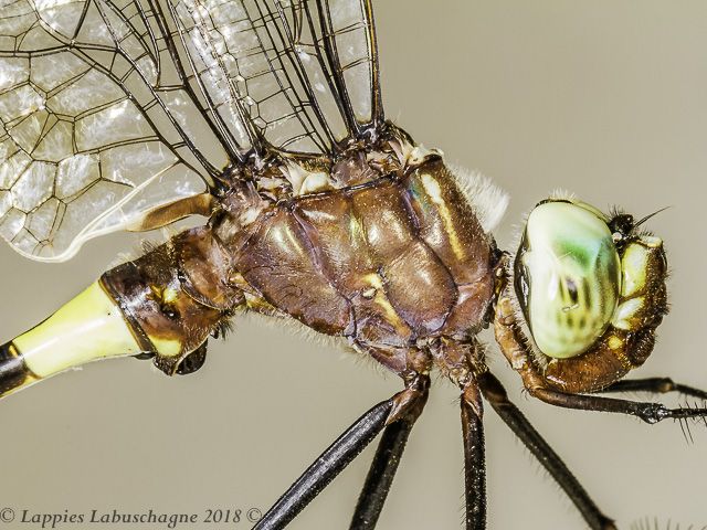 Phyllomacromia contumax, Two-banded Cruiser Male Phyllomacromia contumax Two-banded Cruiser Male Close up Nwanedi LP RSA Dec 2018