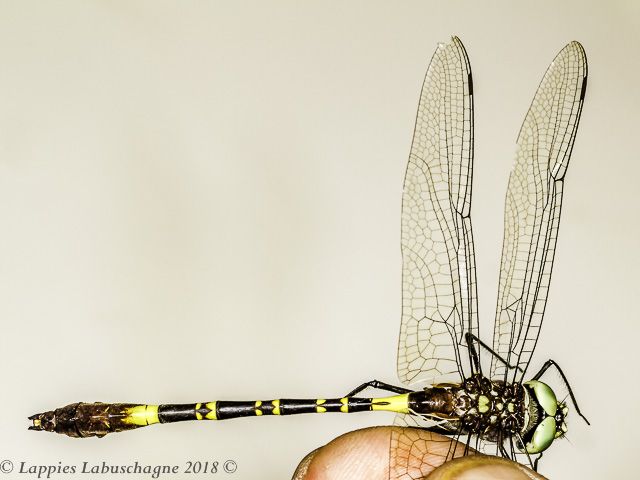 Phyllomacromia contumax ,Two-banded Cruiser, Male Close up Nwanedi LP RSA Dec 2018
