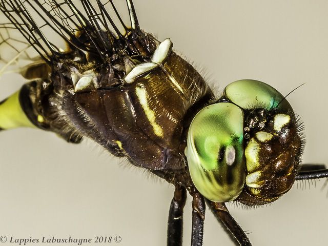 Phyllomacromia contumax Two-banded Cruiser Male Close up Nwanedi LP RSA Dec 2018