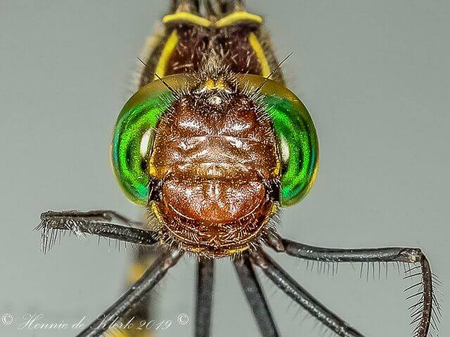 Sable Cruiser Phyllomacromia monoceros, Male Face 107 577 Phyllomacromia monoceros Sable Cruiser RSA r 4