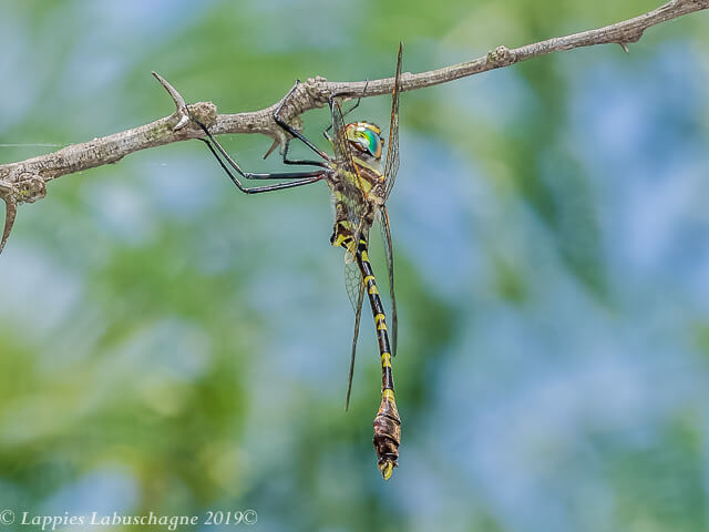 Male