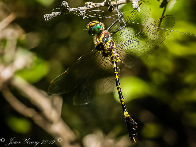 Darting Cruiser, Phyllomacromia picta, Male Male