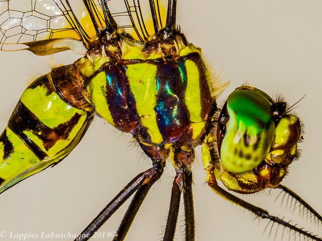 100 2440  Female Close up Songimvelo MP RSA Febr 2019r 6