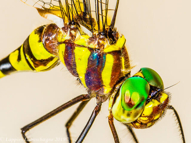 100 2441 Female Close up Songimvelo MP RSA Febr 2019r 7