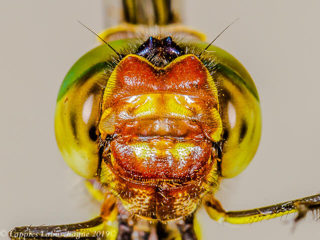 Darting Cruiser, Phyllomacromia picta, Female Face Female Close up Songimvelo MP RSA Febr 2019