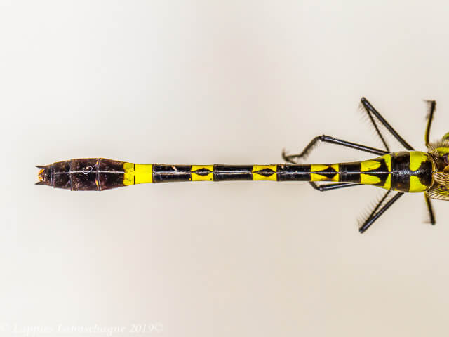 Female Close up Songimvelo MP RSA Febr 2019