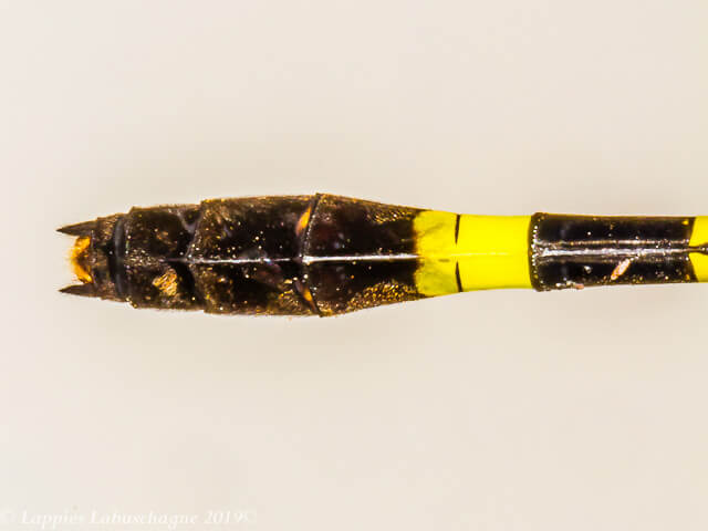 Phyllomacromia picta. Darting Cruiser, Female Phyllomacromia picta. Darting Cruiser, Female Close up Songimvelo MP RSA Febr 2019