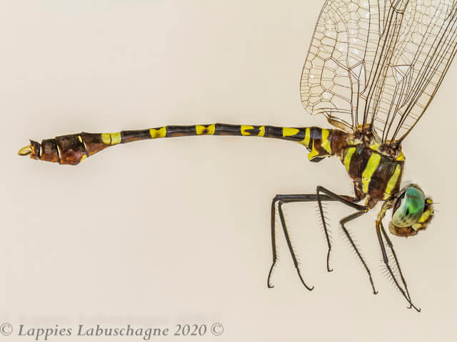 100 3148 Phyllomacromia picta Darting Cruiser Leselo Lodge LP RSA OCT 2020r 2