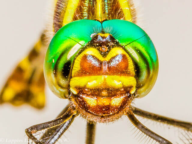Phyllomacromia contumax Two banded Cruiser Male Close up Nwanedi LP RSA Dec 2018