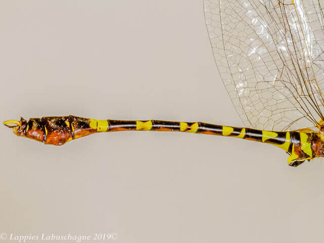 100 2432 Phyllomacromia picta Male Close up Songimvelo MP RSA Febr 2019r 17