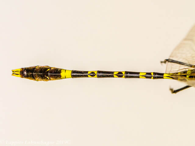 100 2434 Phyllomacromia picta Male Close up Songimvelo MP RSA Febr 2019r 29