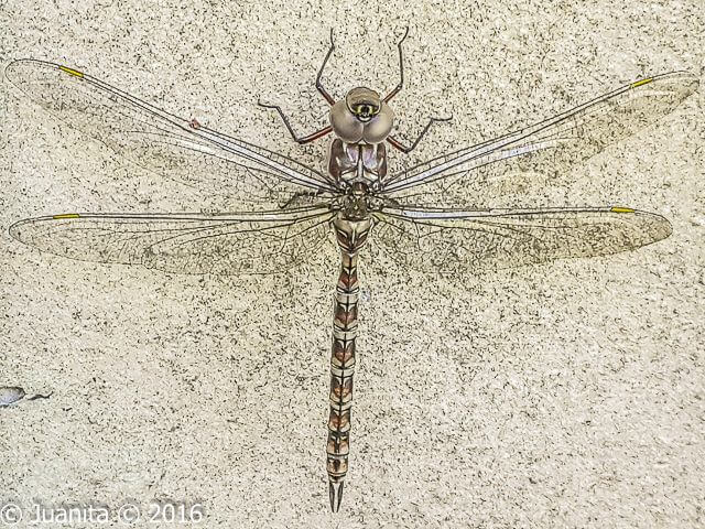 Pinhheyschna subpupillata Stream Hawker Female 107 509 Pinhheyschna subpupillata Stream Hawker Female Napier WCP RSA Oct 2016r 10