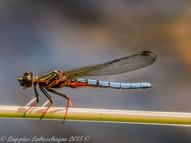100 055 Platycypha calgata Dancing Jewel Mooinooi NWP RSA MCH 2015r 20
