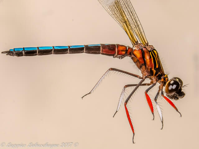 100 002 Platycypha caligata Dancing Jewel Buffelspoort NWP RSA Jan 2016r 2