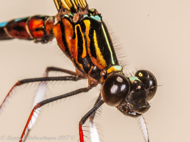 100 049 Platycypha caligata Dancing Jewel Buffelspoort NP RSA Jan 2016 r 5 of 11
