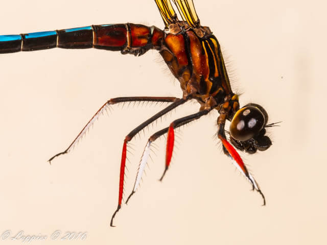 100 049 Platycypha caligata Dancing Jewel Buffelspoort NP RSA Jan 2016 r 5 of 11