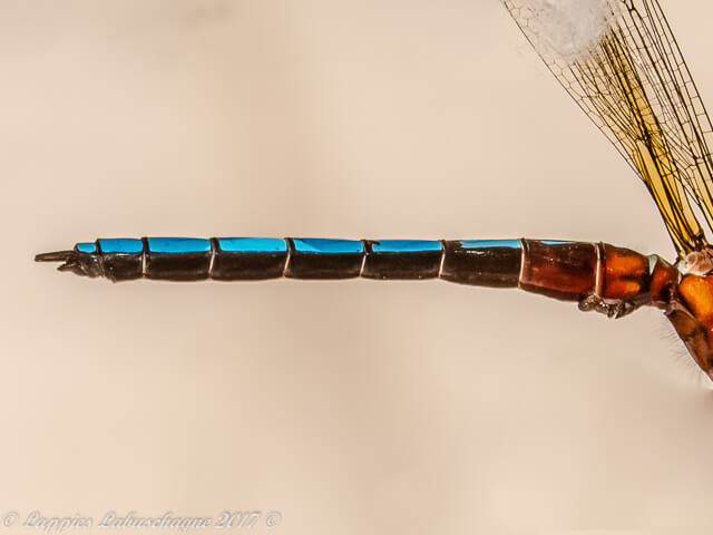 100 155 Platycypha caligata Dancing Jewel Buffelspoort NWP RSA Jan 2016r 1