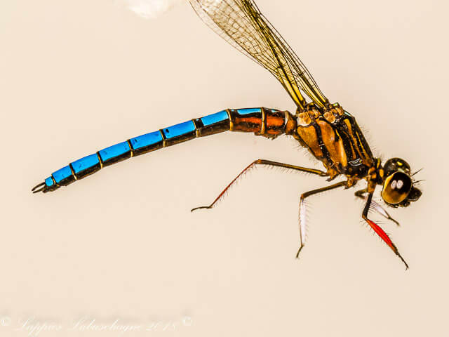 100 684 Platycypha calgata Dancing Jewel Male Close up Ezemvelo GP RSA Nov 2018r 4