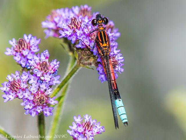 Bouder Jewel Platycypha fitzsimmonse 100 630 Platycypha fitzsimmonse Bouder Jewel Male Waterval Onder MP RSA Feb 2019r 10