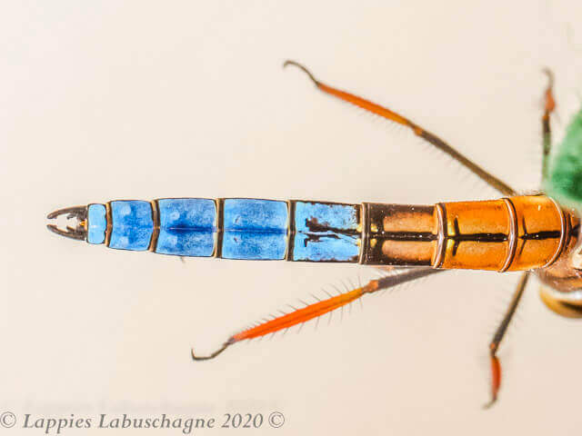 100 642 Platycypha fitzsimonsi Bouder Jewel male Komati Lodge MP RSA Oct 2020r 34