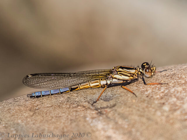 100 723 Platycypha fitzsimonsi Bouder Jewel Male 2dif Komati Lodge MP RSA Oct 2020r 2