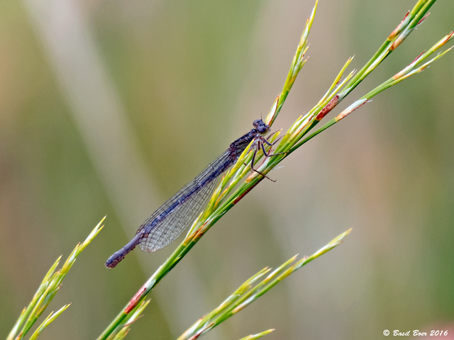 Prioschnura polychromatica, Mauve Bluet, Female 108 025 Prioschnura polychromatica Mauve Bluet Female Theewaterskloof Western Cape 29 10 2016