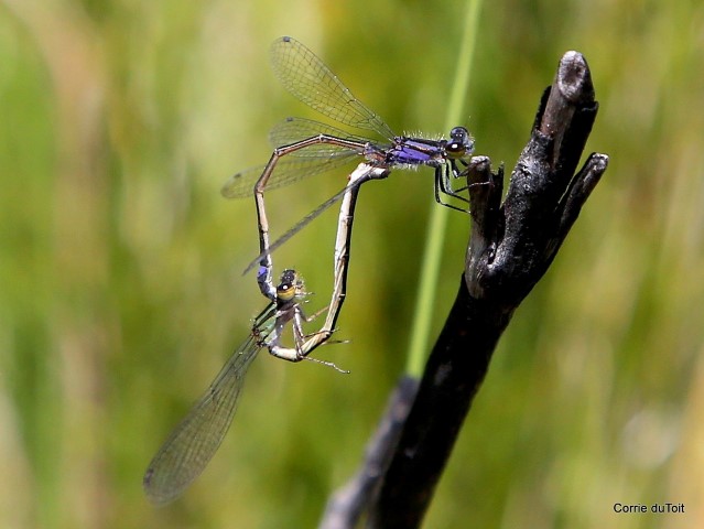 117 030 Proischnura polychromatica Mauve Bluet