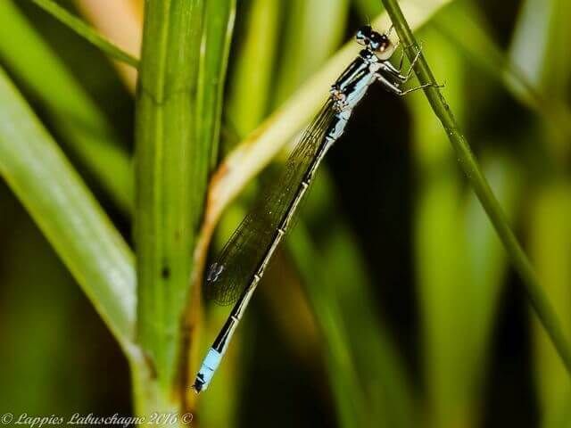 Proischnura rotundipennis Round winged Bluet Male Ezomvhelo MP March 2016