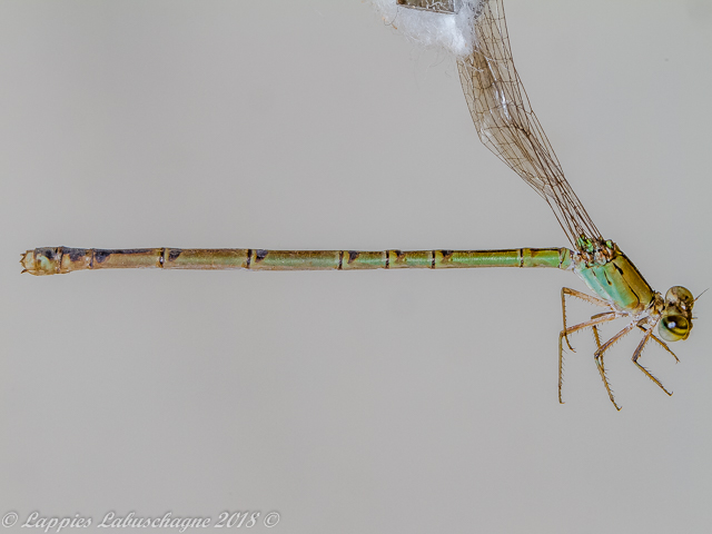 100 187 Pseudagrion acaciae Acacia Sprite Close up2 Female Ndumo KZN RSA Mch 2018r 3