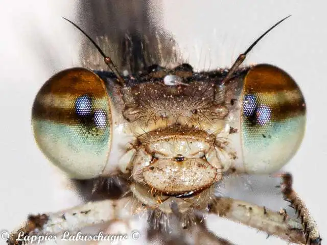 1 1391 Pseudagrion acaciae Acacia Sprite Fem1 Close Ndumo Mch 2024r 10