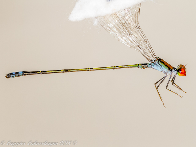 100 199 Pseudagrion acaciae Acacia Sprite Male Close UP Ndumo KZN RSA Mch 2018r 3