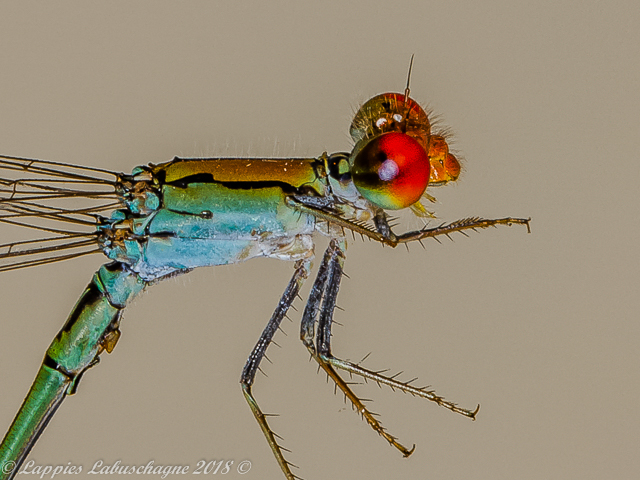 100 214 Pseudagrion acaciae Acacia Sprite Male Close up Ndumo KZN RSA Mch 2018r 13 100 210 Pseudagrion acaciae Acacia Sprite Male Close up Ndumo KZN RSA Mch 2018r 3