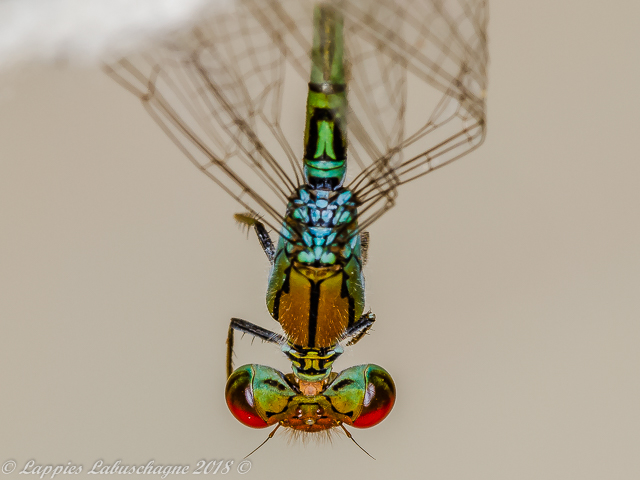 100 211 Pseudagrion acaciae Acacia Sprite Male Close up Ndumo KZN RSA Mch 2018r 5