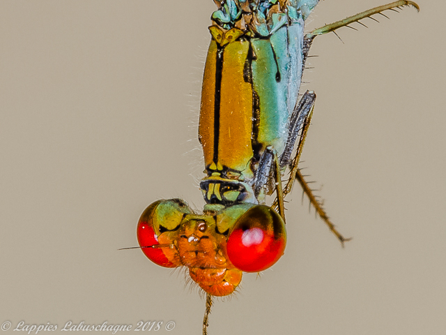 100 213 Pseudagrion acaciae Acacia Sprite Male Close up Ndumo KZN RSA Mch 2018r 9