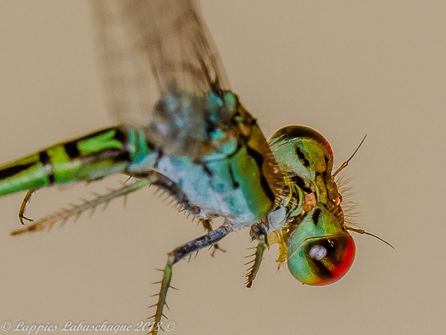 Pseudagrion acaciae Acacia Sprite Male 100 214 Pseudagrion acaciae Acacia Sprite Male Close up Ndumo KZN RSA Mch 2018r 13