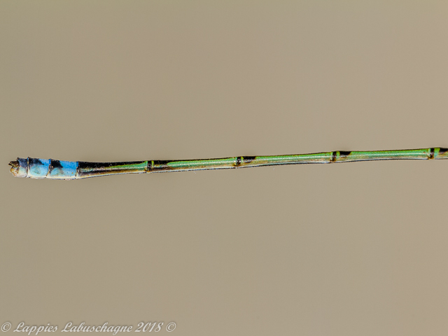 100 215 Pseudagrion acaciae Acacia Sprite Male Close up Ndumo KZN RSA Mch 2018r 15