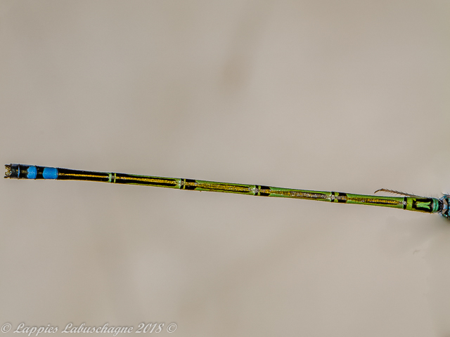 Pseudagrion acaciae Acacia Sprite Male 100 216 Pseudagrion acaciae Acacia Sprite Male Close up Ndumo KZN RSA Mch 2018r 16