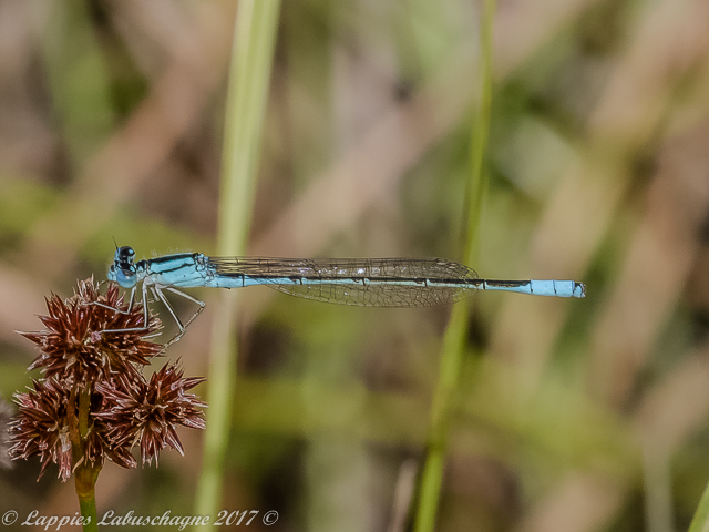 100 1615 Pseudagrion assegaii Assegai Sprite Male Hertzogberg MP RSA Nov 2017r 1