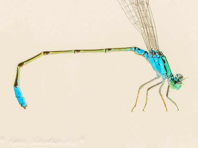 100 789 Pseudagrion coeleste Catshead Sprite Male Close up Skukuza MP RSA Febr 2018r 3