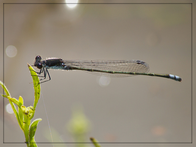 101 069 Pseudagrion commoniae Black Sprite Male Tshipise LP March 2014