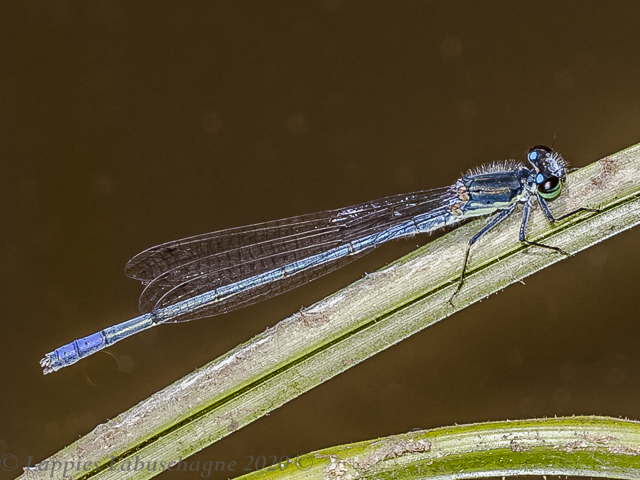 100 576 Male Enuokeni KZN RSA Feb 2020r 3