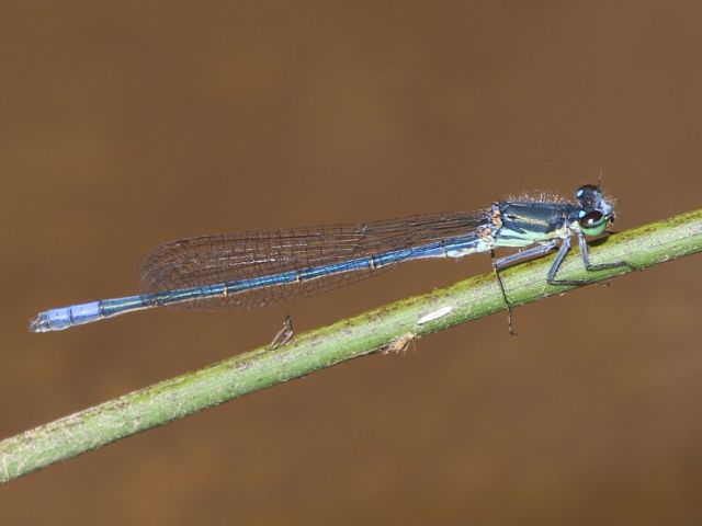 Pseudagrion draconis 