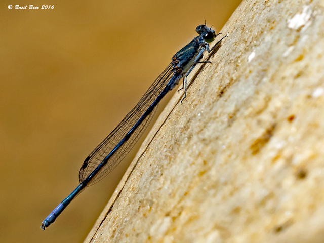 108 023 Pseudagrion furcigerrum Palmiet Sprite Male Kogelberg Western Cape 19 10 2016