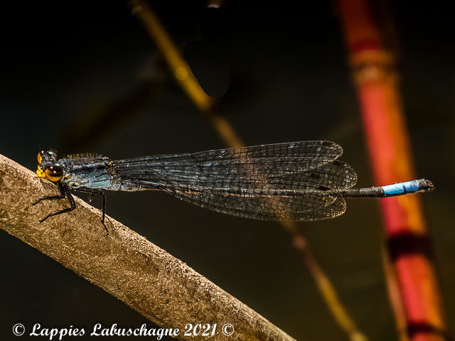 100 846 Pseudagrion gamblesi Great Sprite Male Swadini LP RSA May 2021r 2
