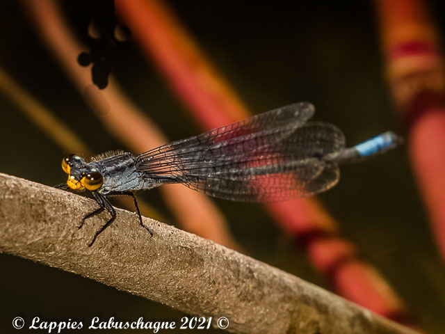 100 2393 Pseudagrion gamblesi Great Sprite Male Songimvelo Nature Reserve MP RSA Febr 2019r 2