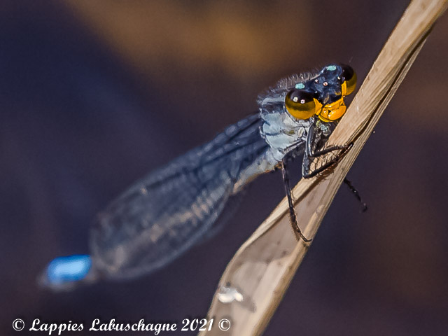 100 2392 Pseudagrion gamblesi Great Sprite Male Songimvelo Nature Reserve MP RSA Febr 2019r 10